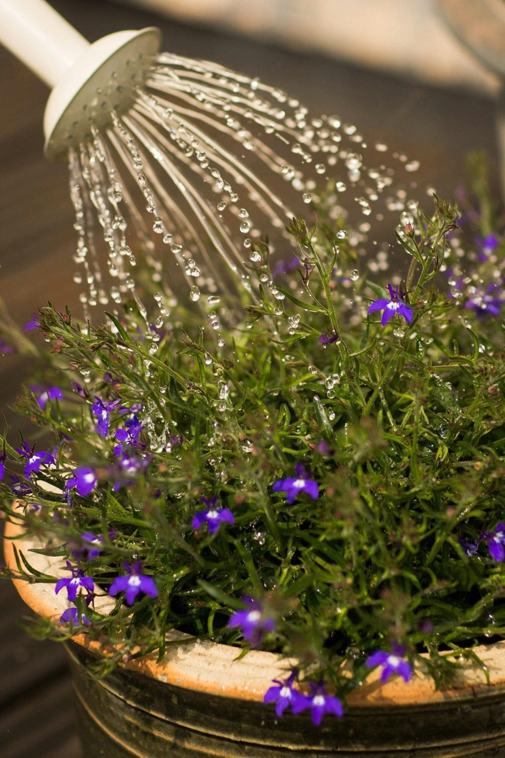 Photo Of Watering A Flowering Plant