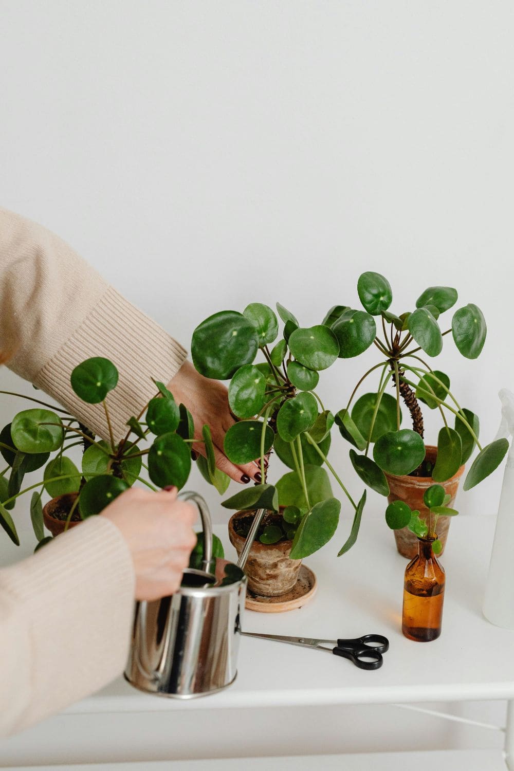 Photo Of Watering Small Plants