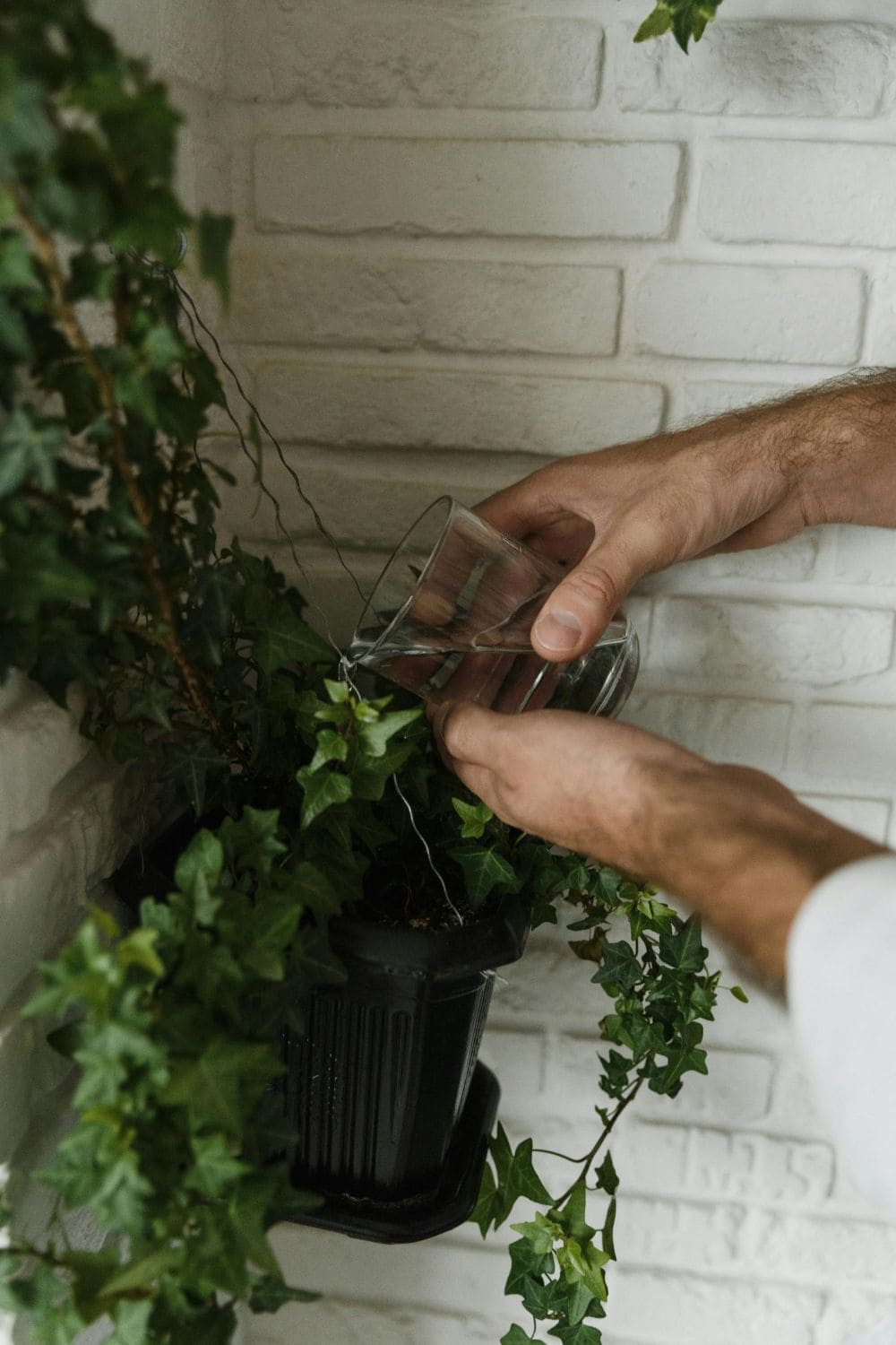 Photo of someone watering an indoor plant