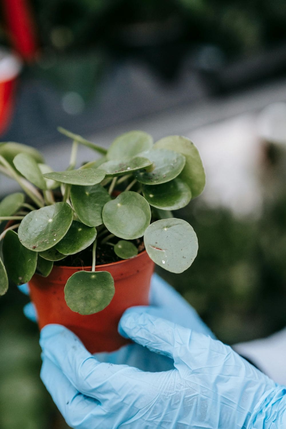 Pilea involucrata plant