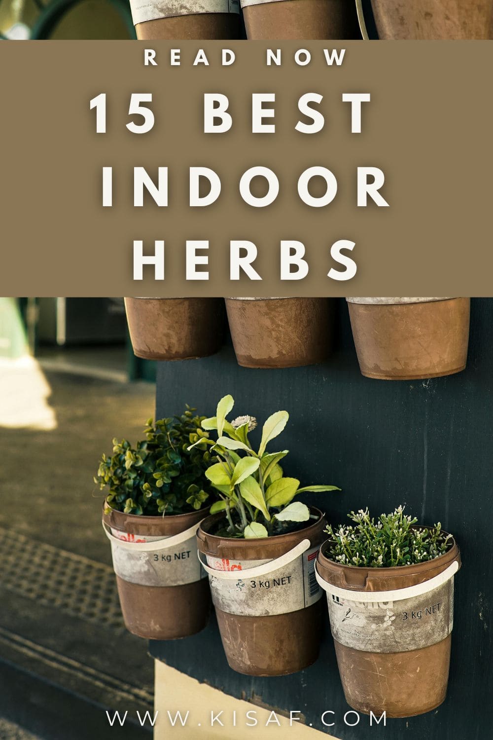 Pin For 15 Best Indoor herbs