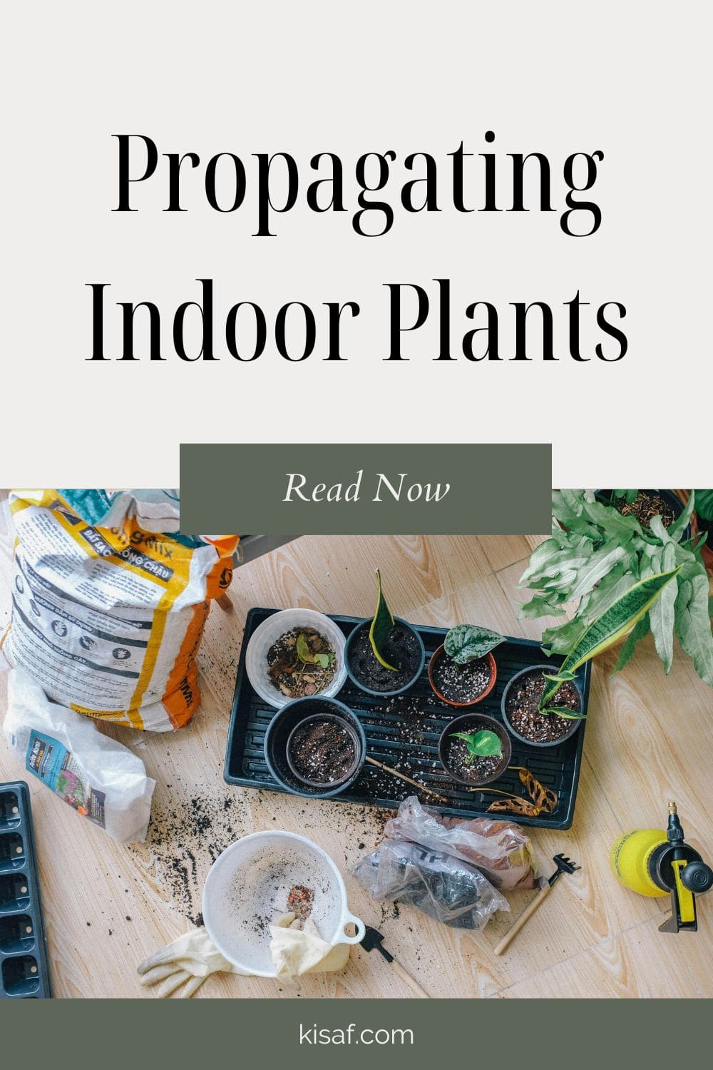 Pin For Propagating Indoor Plants