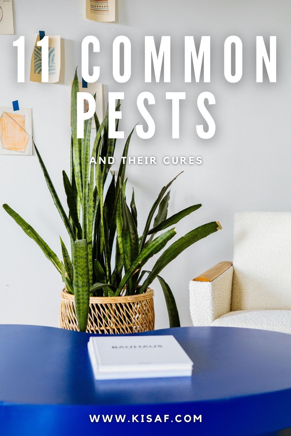 Pin For common pests on indoor plants