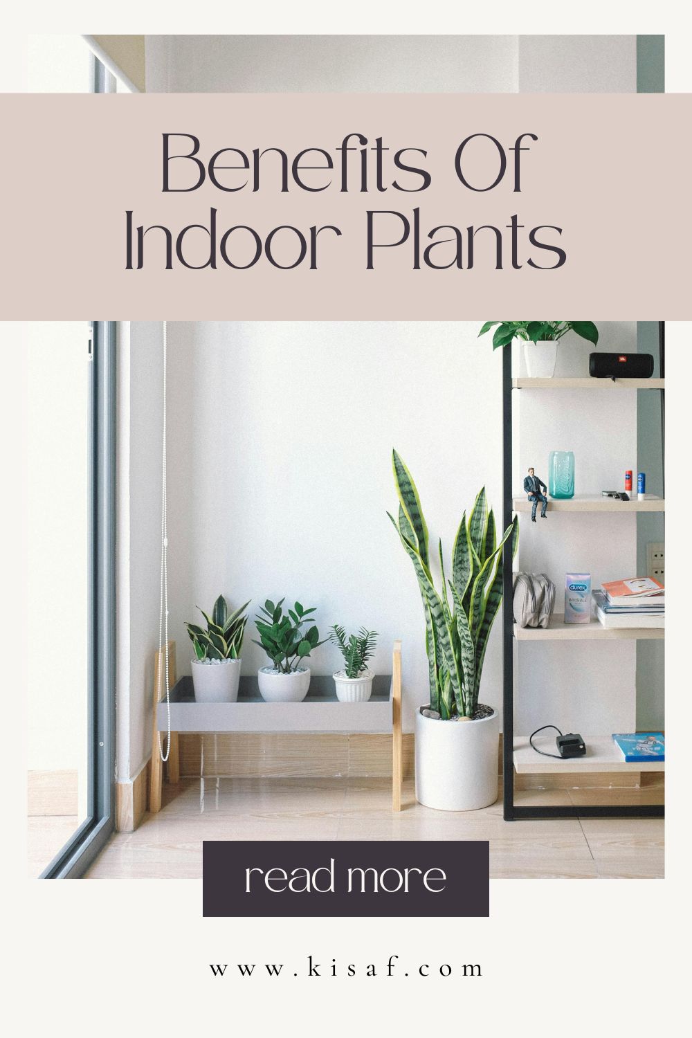 Pin for Benefits Of Indoor Plants