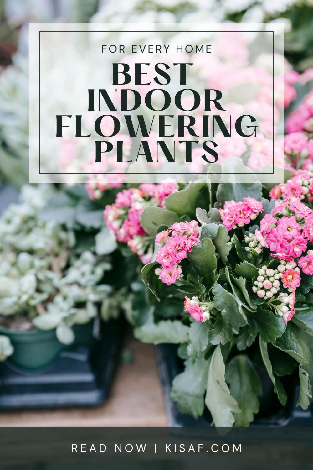 Pin for best flowering plants