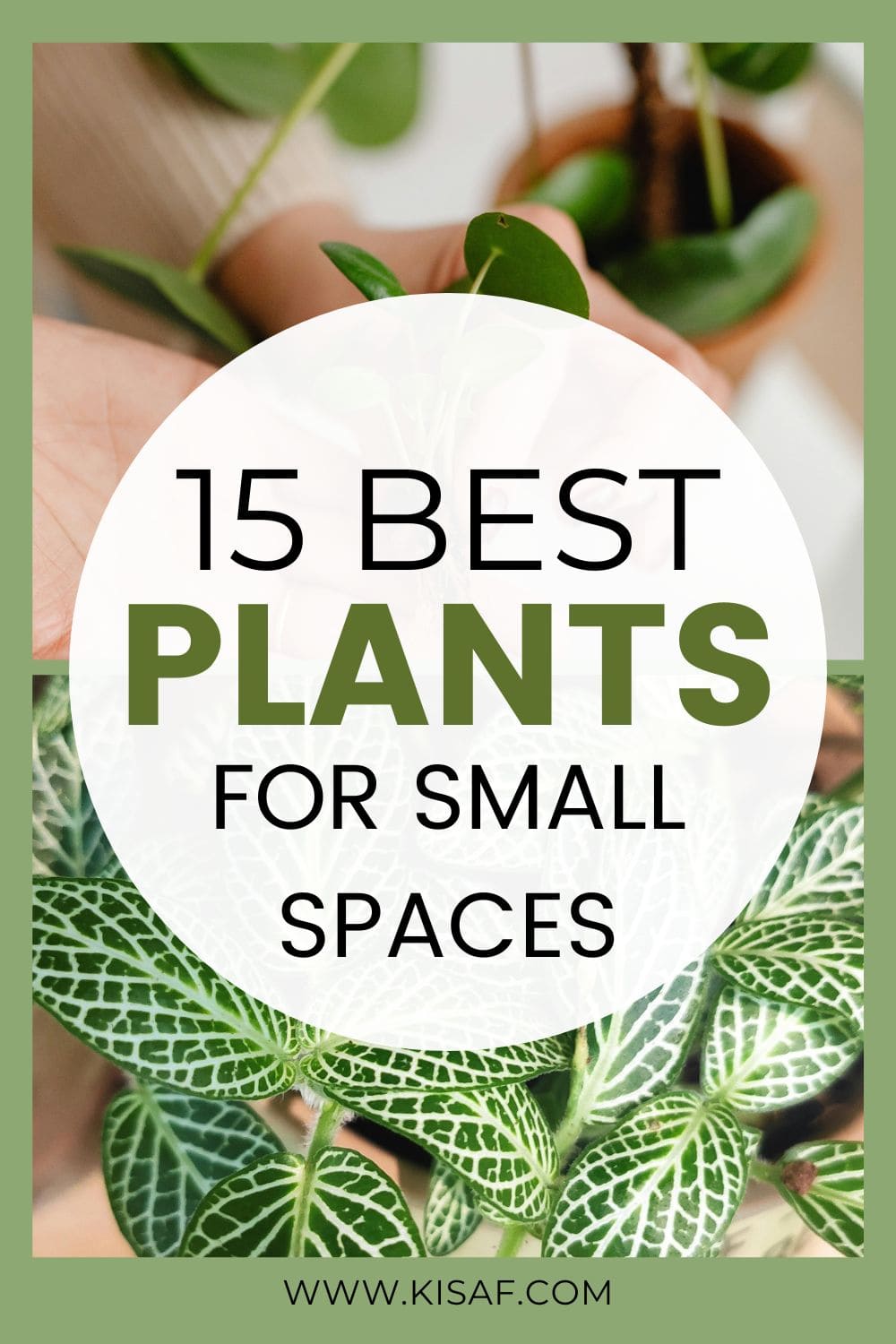 Pin for indoor plants for small spaces 