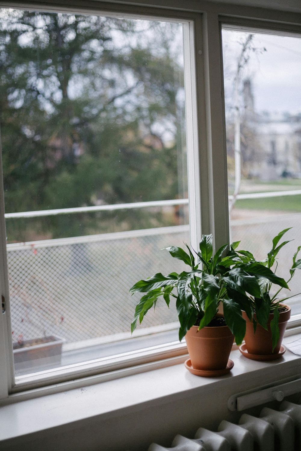 Plants by the window