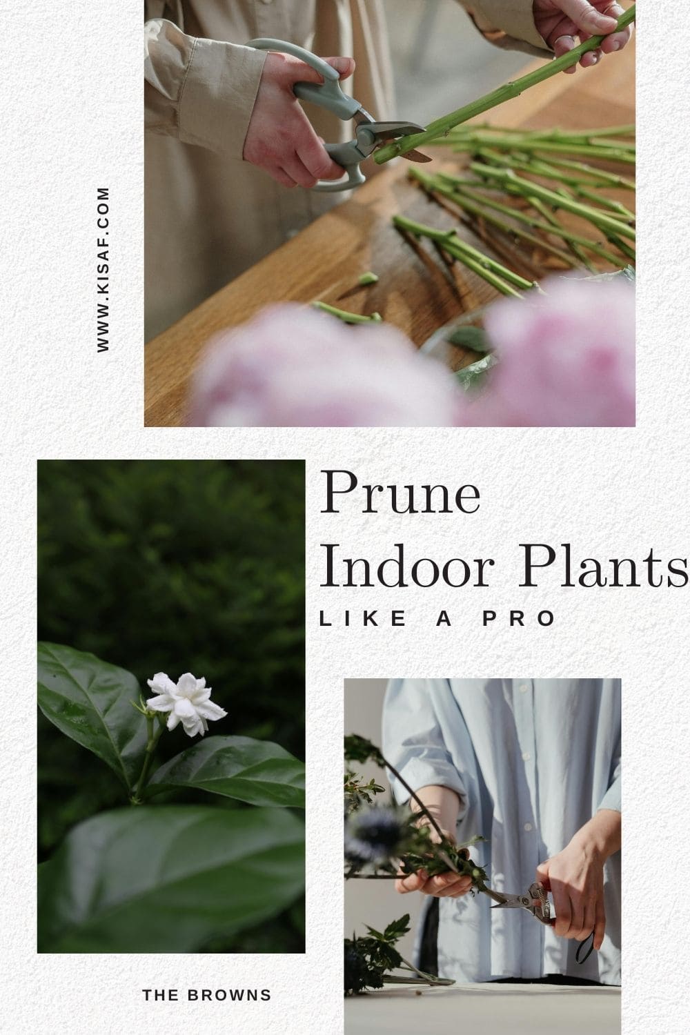 Pin for prune Indoor Plants