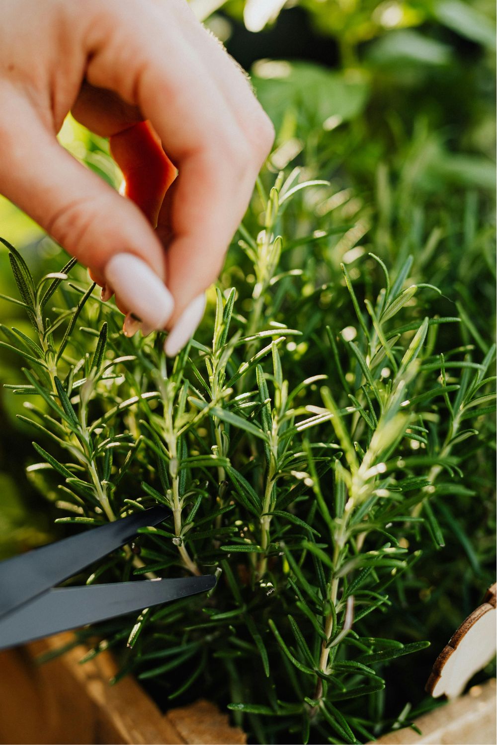 Rosemary Plant