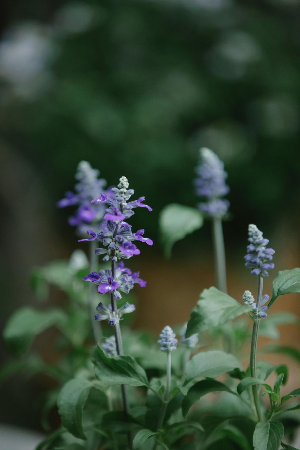 Sage Plant