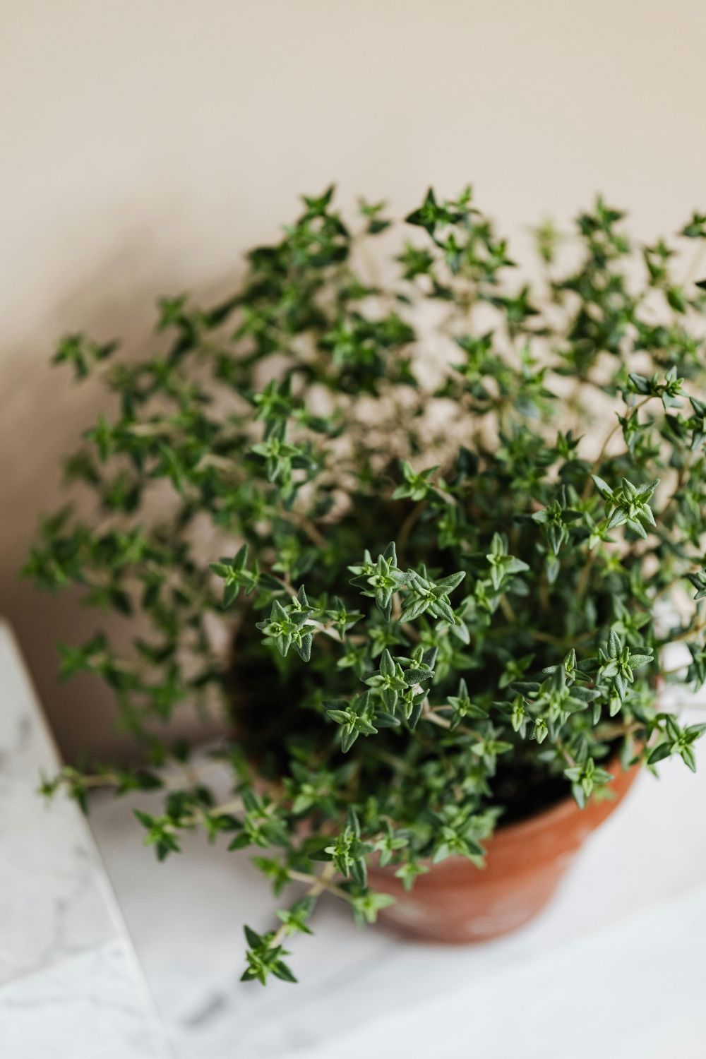 Thyme Plant