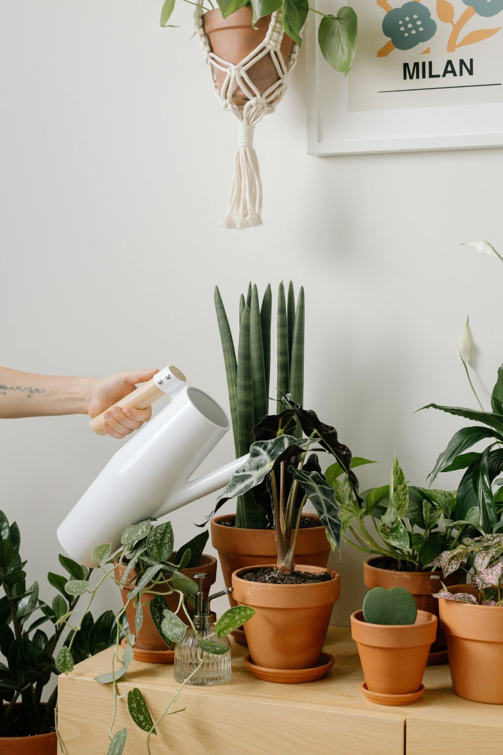 Watering Succulents