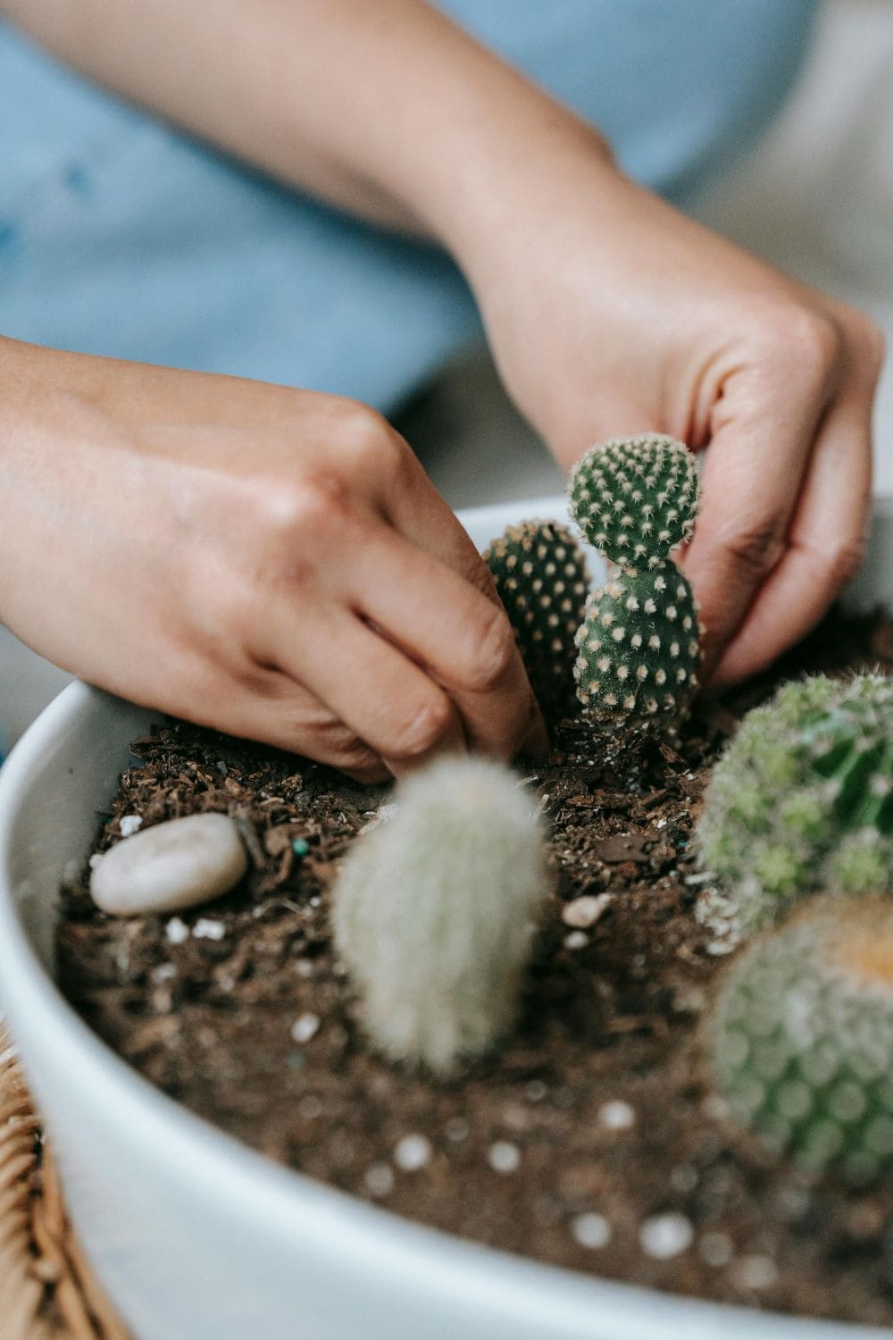 a small cactus being taken out of soil