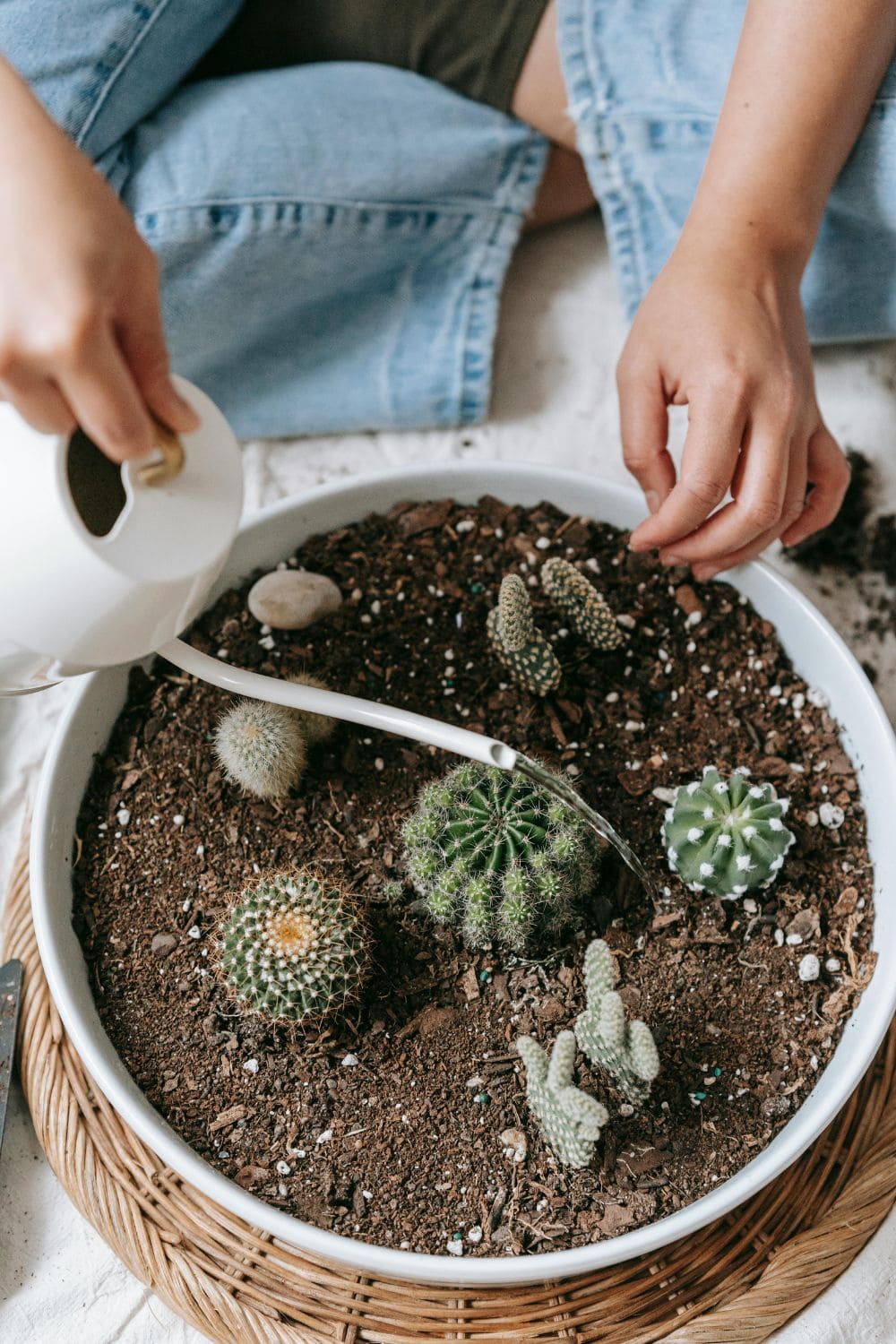 a women watering cactus