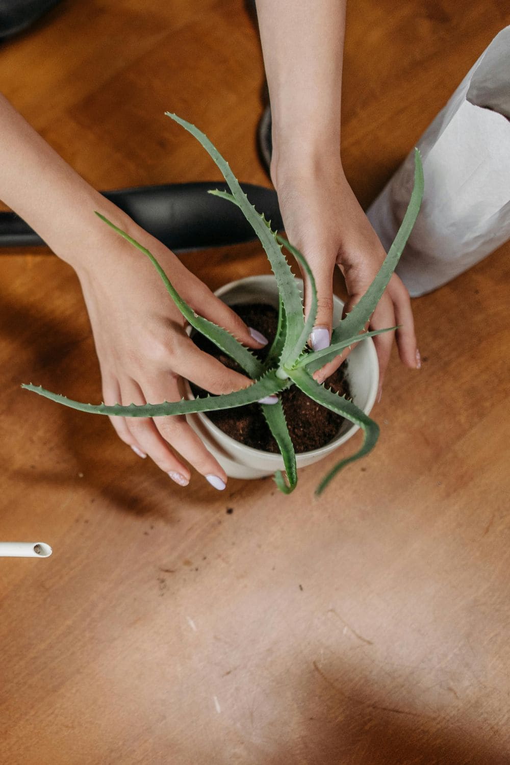 an aloe vera being repotted