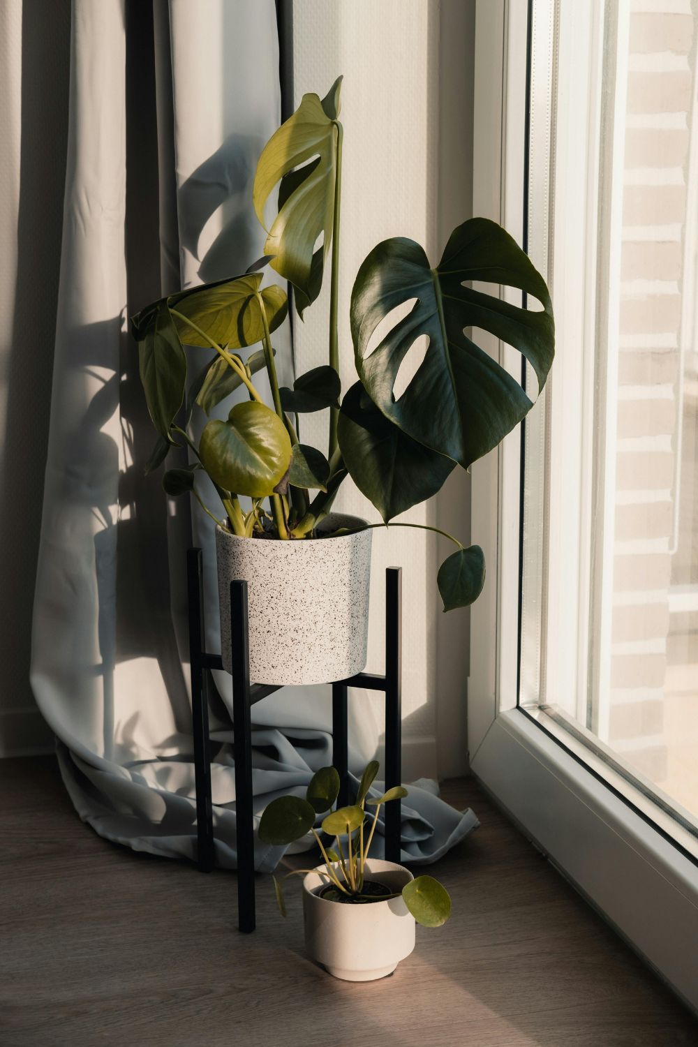 photo of a plant in ceramic pot