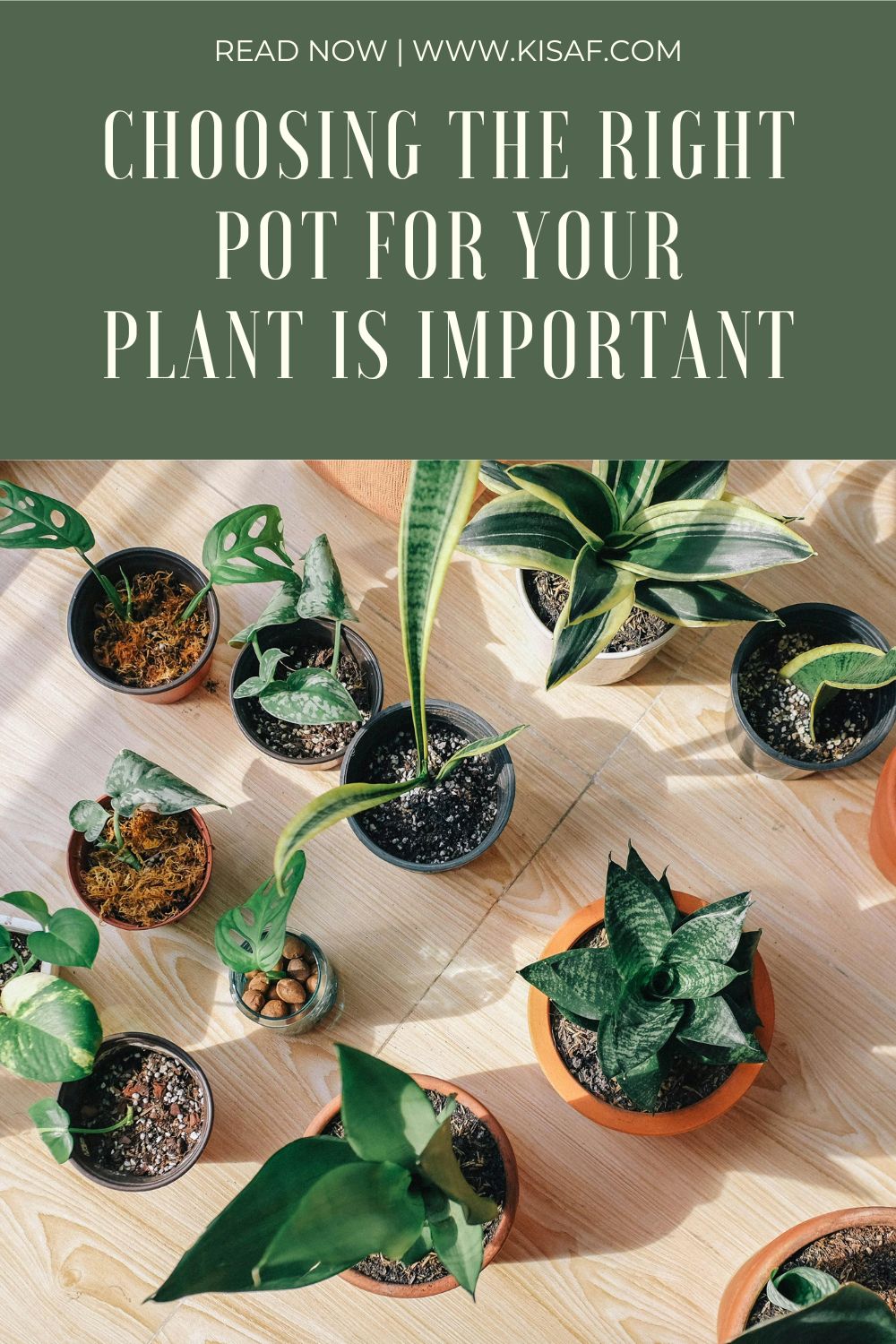 choosing the right pot for house plants