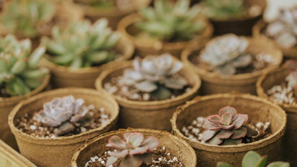 featured image for care for succulents indoors