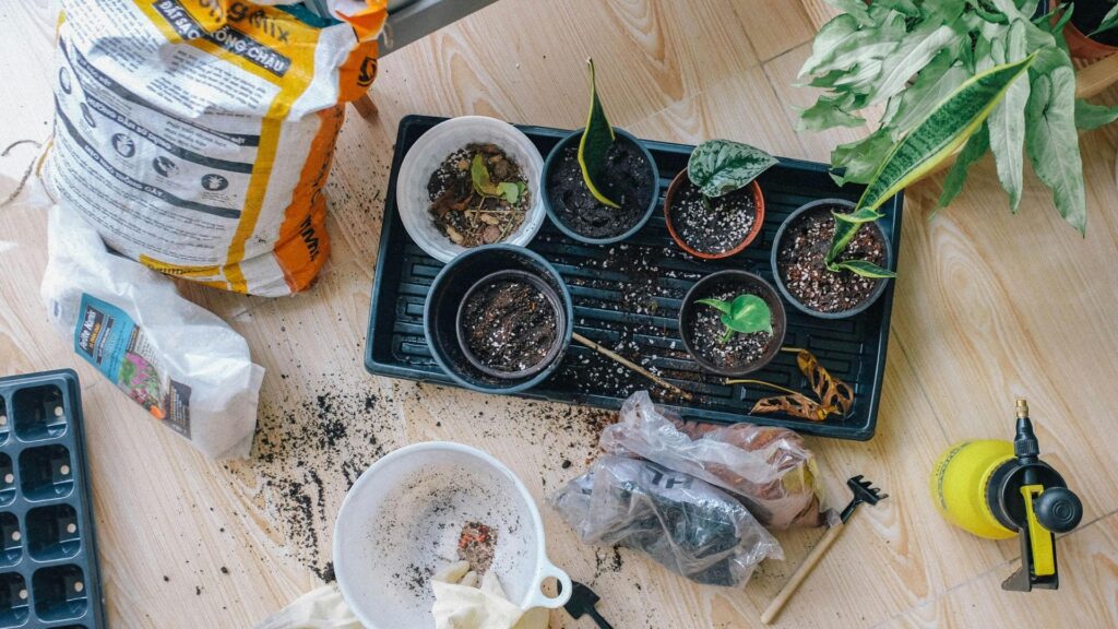 6 plants in pots on the floor