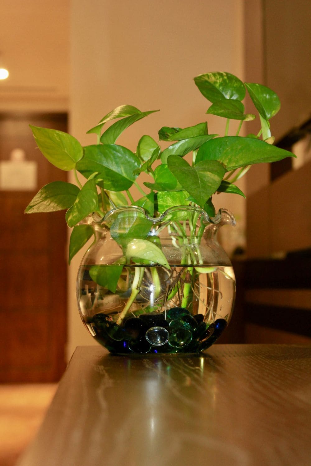 golden pothos