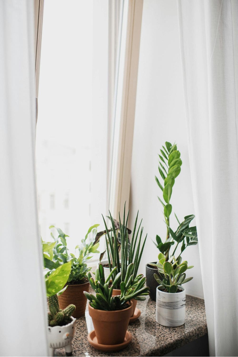 many plants by the window