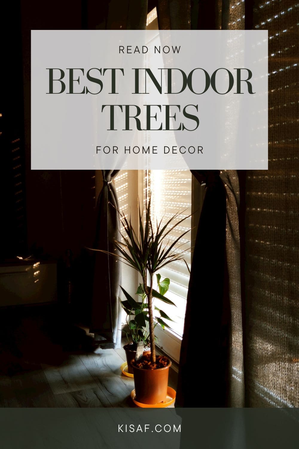 pin for best indoor trees