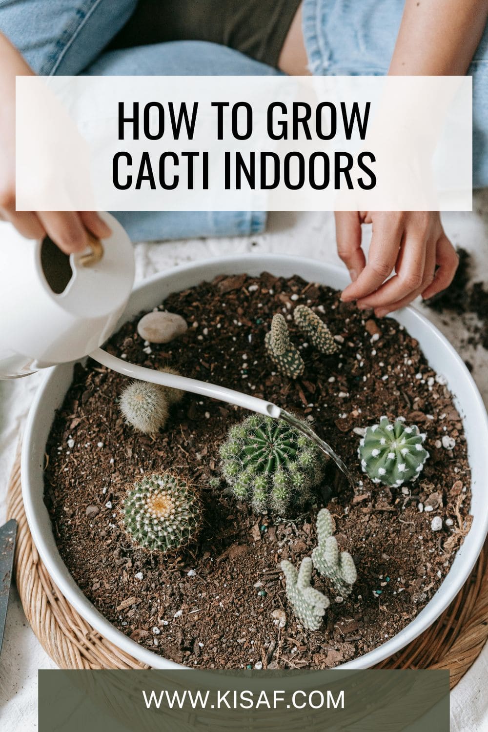 pin for growing cacti indoors