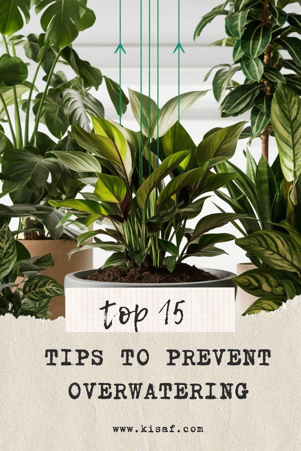 pin for tips to prevent overwatering