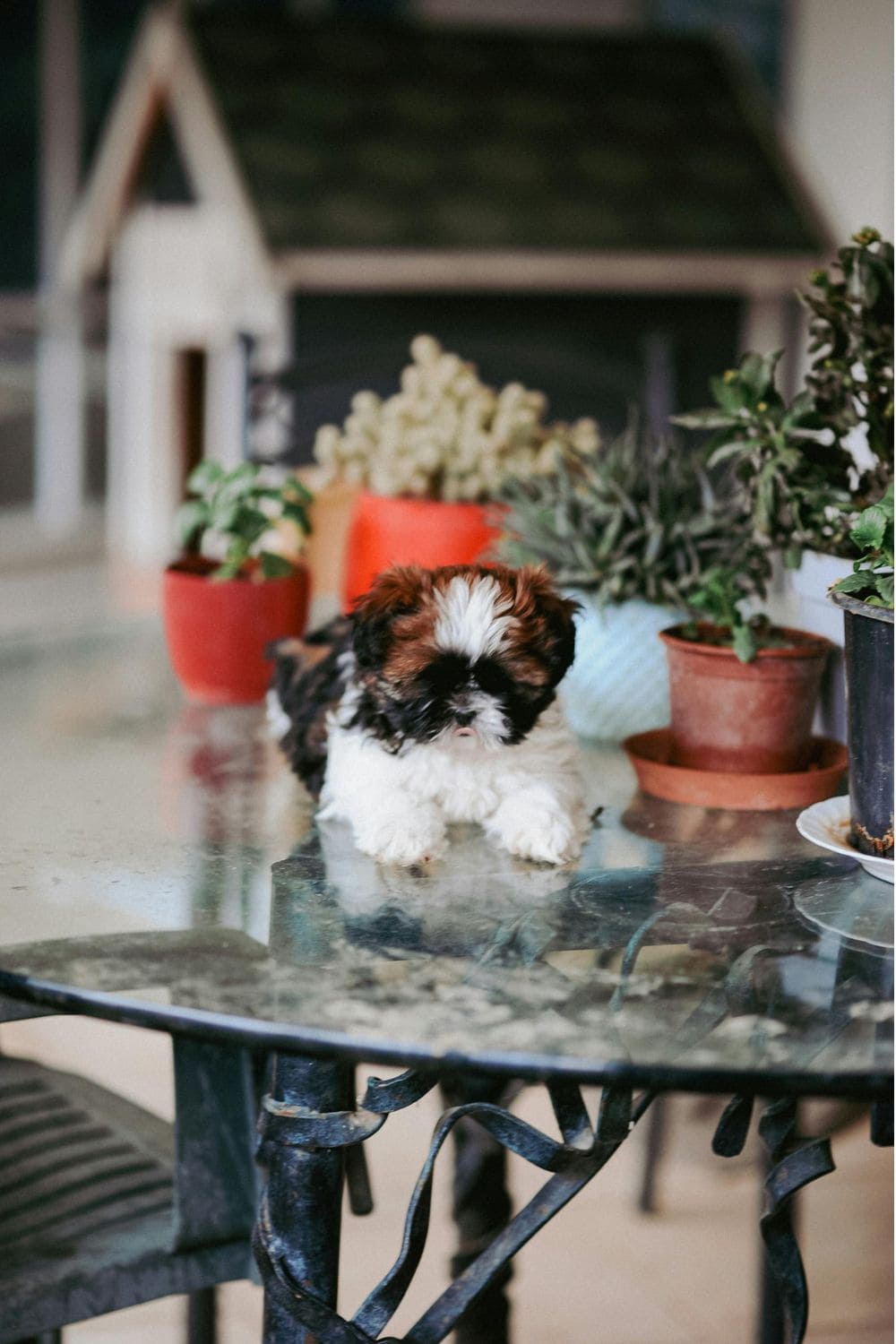 plants behind a dog