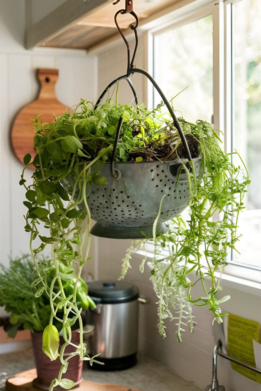 plants in Colander Planters