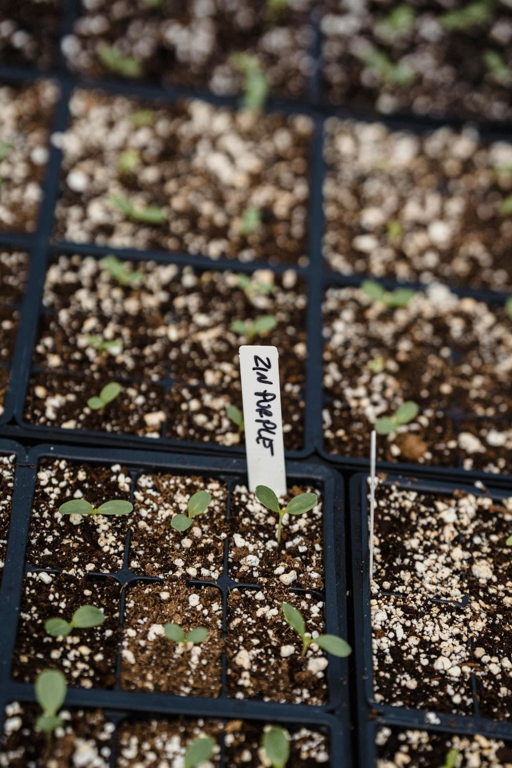 seedling tray with many small seedlings in it